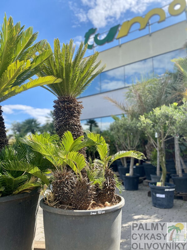 Cycas Revoluta 
