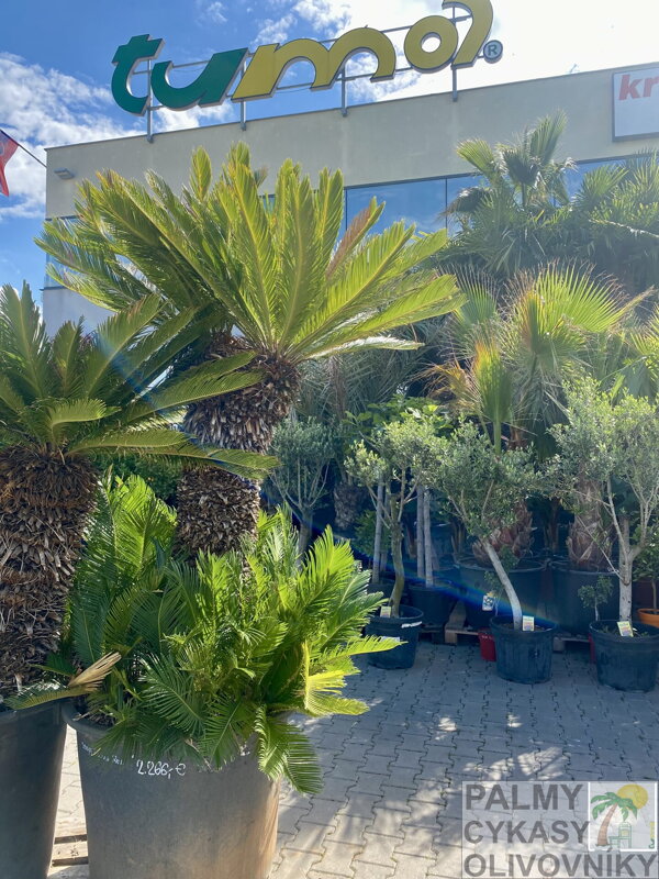 Cycas Revoluta 