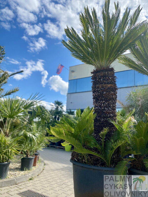 Cycas Revoluta 