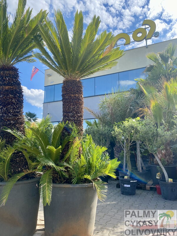 Cycas Revoluta 
