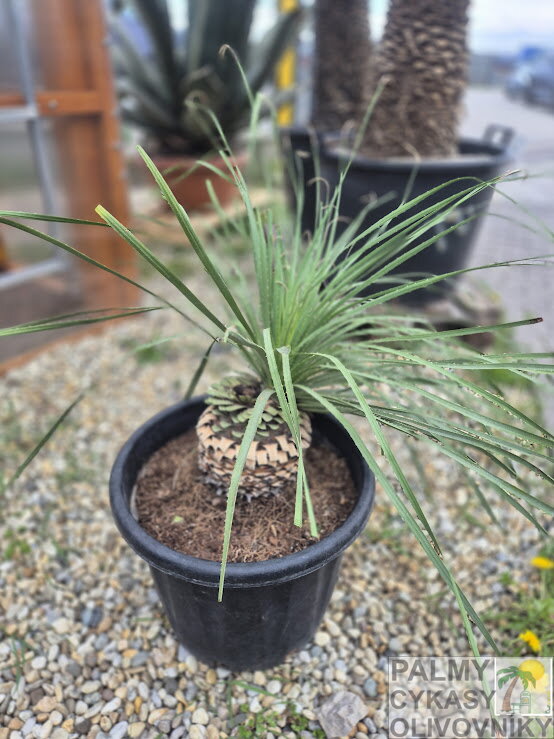 Dasylirion Serratifolium výška 100  35L kmeň 15 cm 