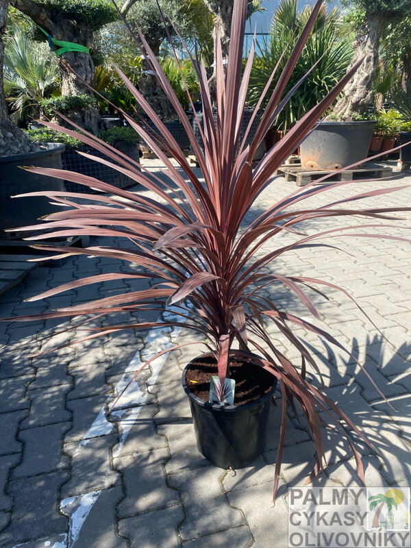 Dracena - Indivisa Red Star výška 60/80cm Dracena - Indivisa Red Star výška 60/80cm