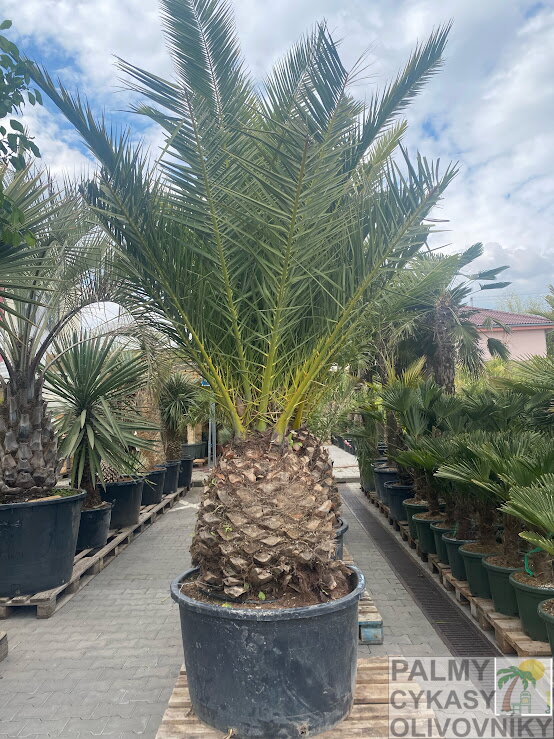 Phoenix Canariensis 