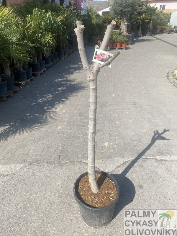 Ficus Carica Napolitaine Negra 150-170cm, Kmeň 16-18cm