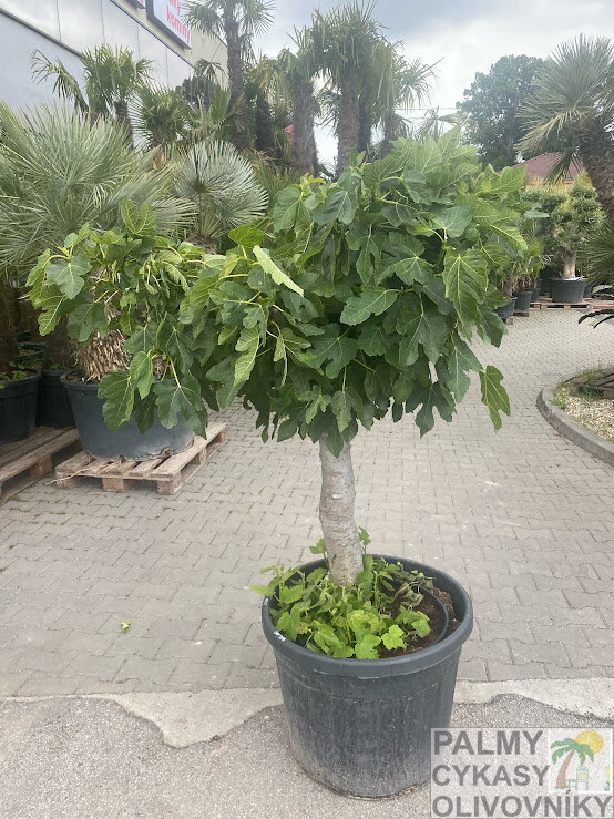 Ficus carica figovník 35/40 Ficus carica figovník 35/40