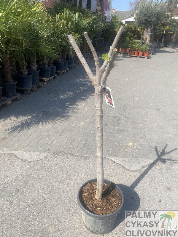 Ficus Carica Napolitaine Negra 150-170cm, Kmeň 14-16cm