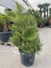 Chamaerops Humilis