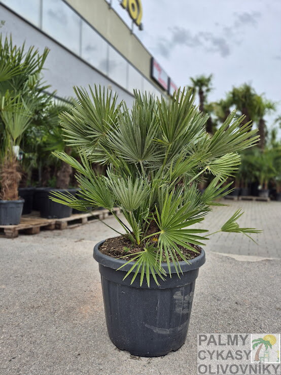 Chamaerops Humilis