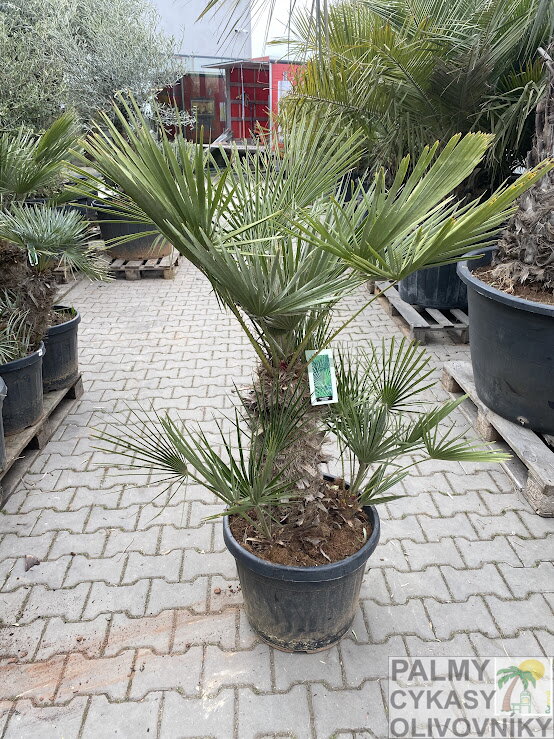 Chamaerops Humilis 45 L