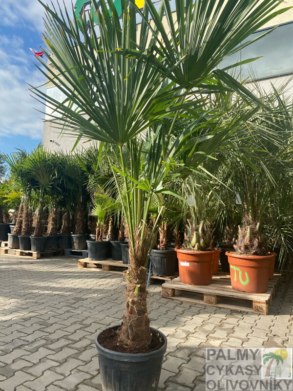 Trachycarpus Fortunei 170-190cm
