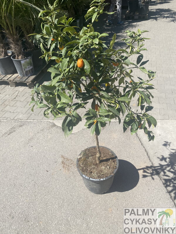 Citrus - kumkvát 10L