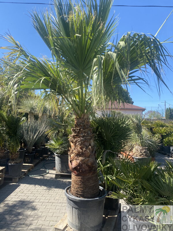 Washingtonia Filifera  100cm