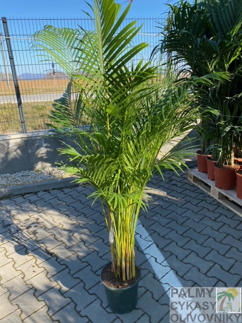Areca - Dypsis Lutescens výška 125-150cm 8l Areca - Dypsis Lutescens výška 125-150cm 8l