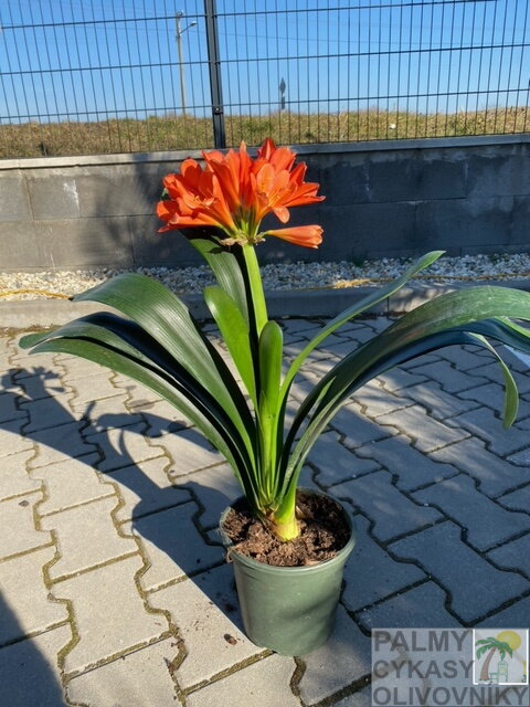 Klívia - Clivia miniata 40-50cm Klívia - Clivia miniata 40-50cm