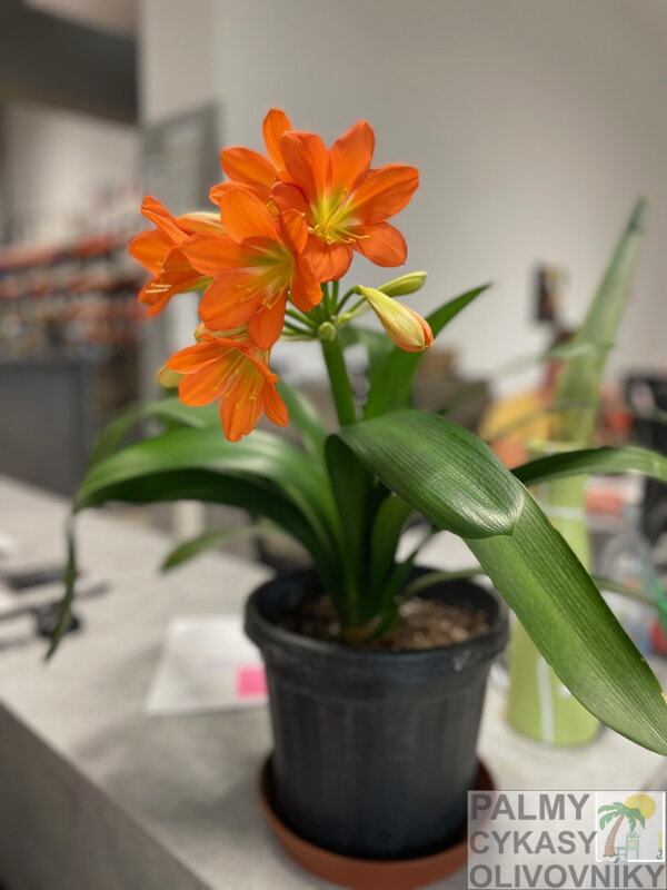 Klívia - Clivia miniata 50-70cm Klívia - Clivia miniata 50-70cm