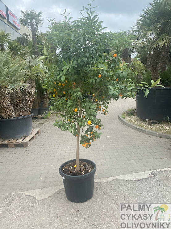 Citrus - kumkvát 45L Citrus - kumkvát 45L