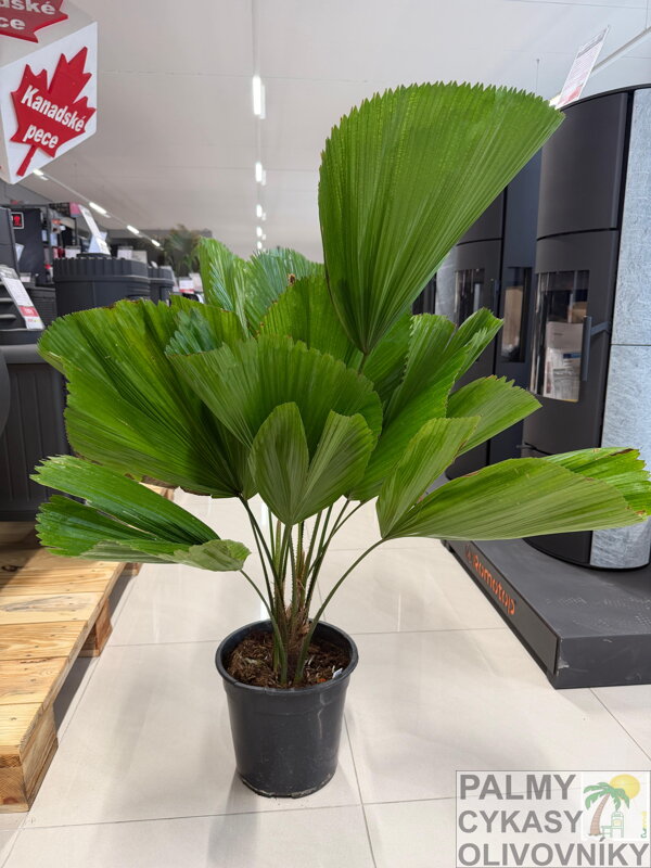 Licuala Grandis 90-120cm