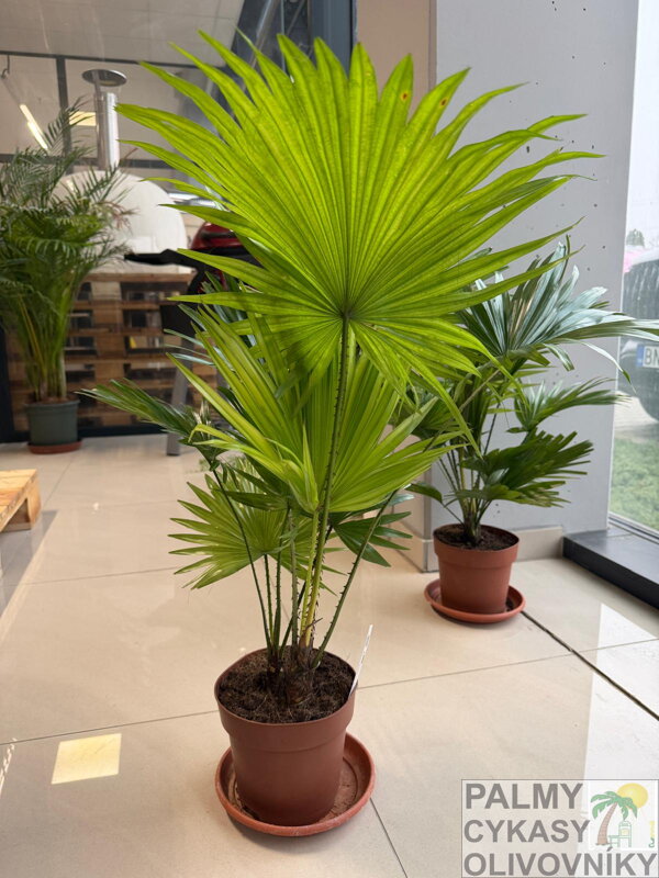 Livistona Rotundifolia 55-70cm