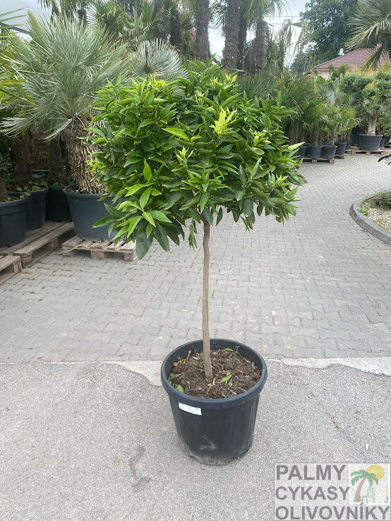 Citrus reticulata - mandarínka 45L Citrus reticulata - mandarínka 45L