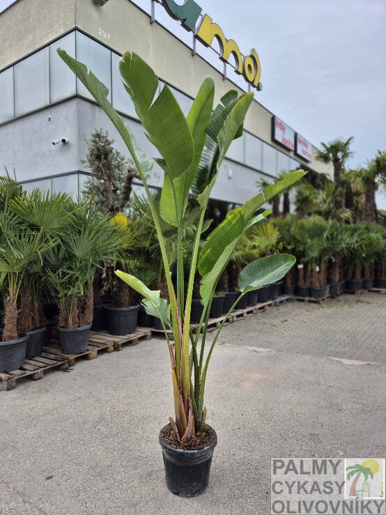 Strelitzia Nicolai výška 200-250cm Strelitzia Nicolai výška 200-250cm