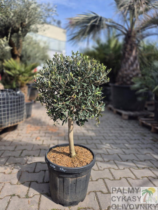 Olivovník európsky Bola výška 80-100cm