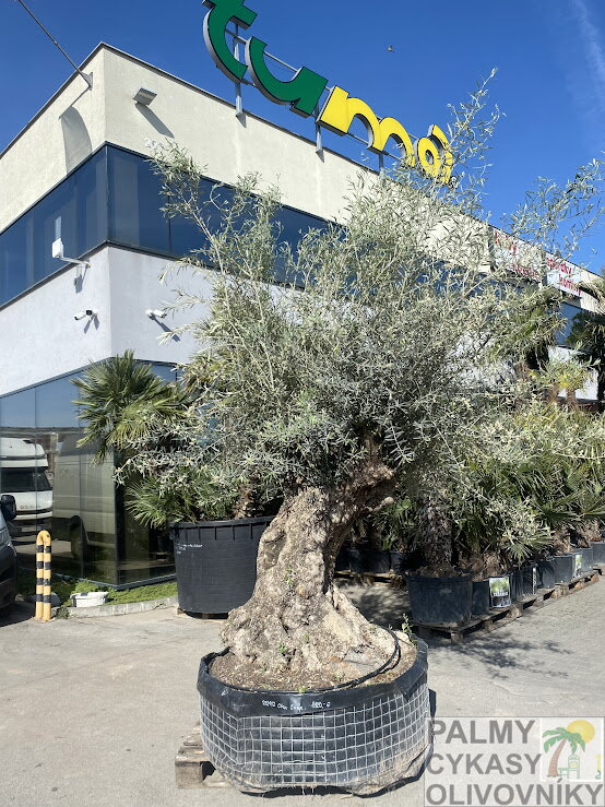 Olivovník európsky Lechin 