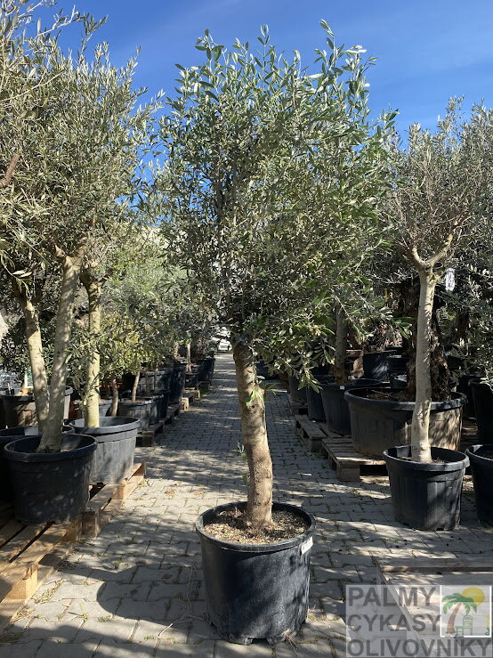 Olivovník európsky intensivo