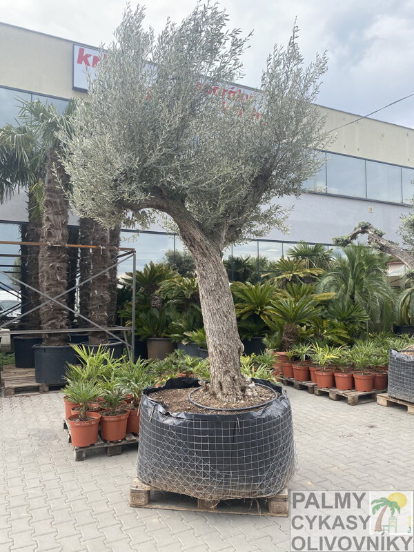 Olivovník európsky výška 250-300cm