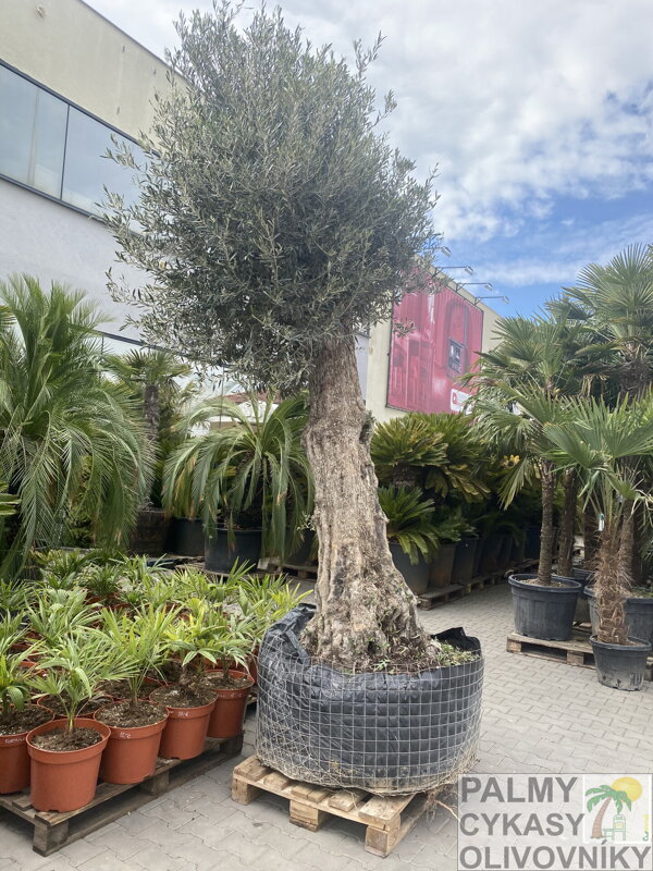 Olivovník európsky výška 350-500cm