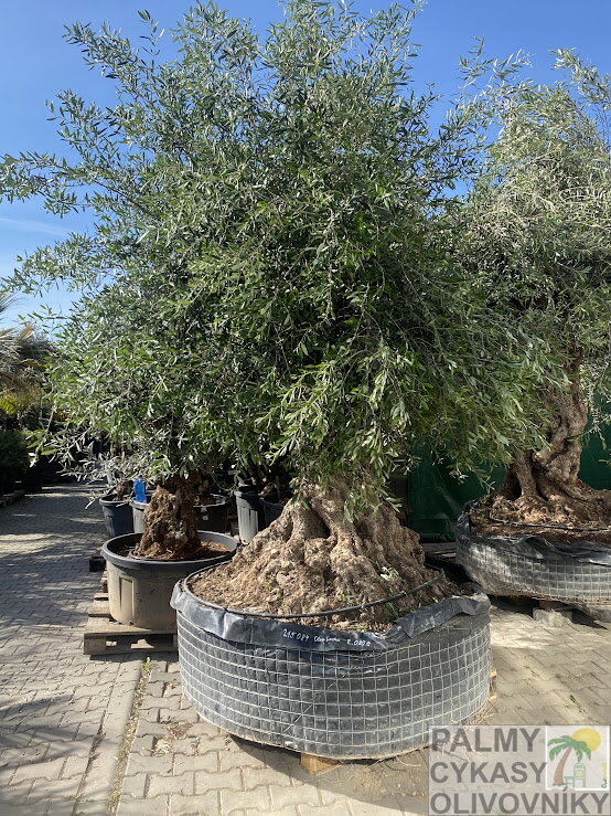 Olivovník európsky Bonsai Lechin