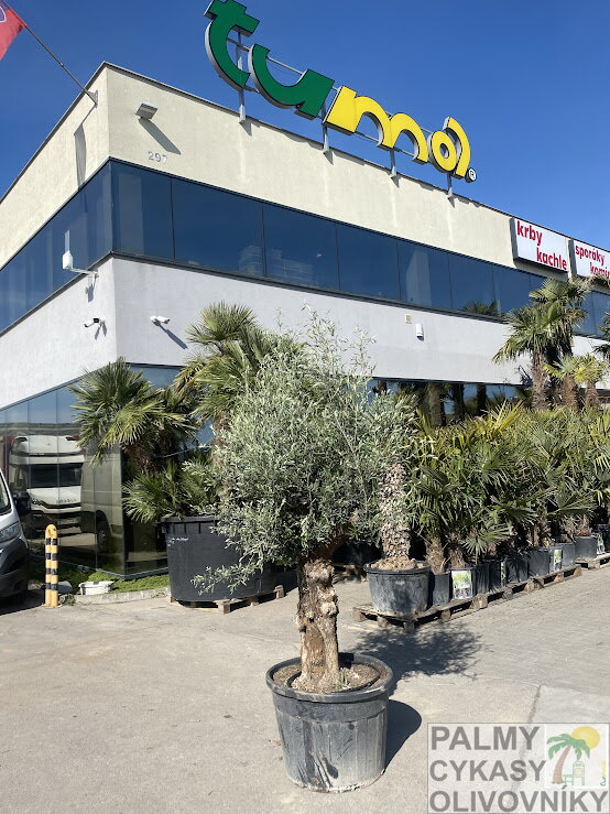 Olivovník európsky brown