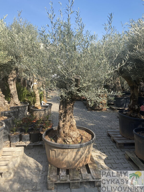Olivovník európsky Olivo Bonsai výška 175-200cm Terrina