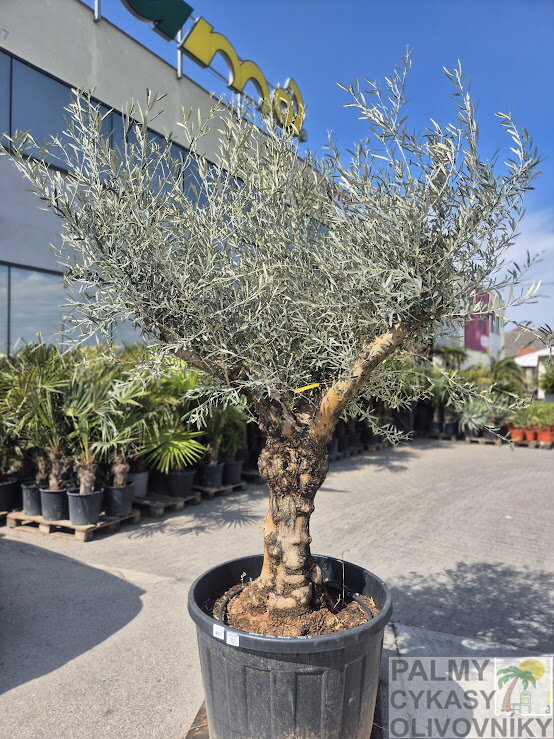 Olivovník európsky výška 180-200cm