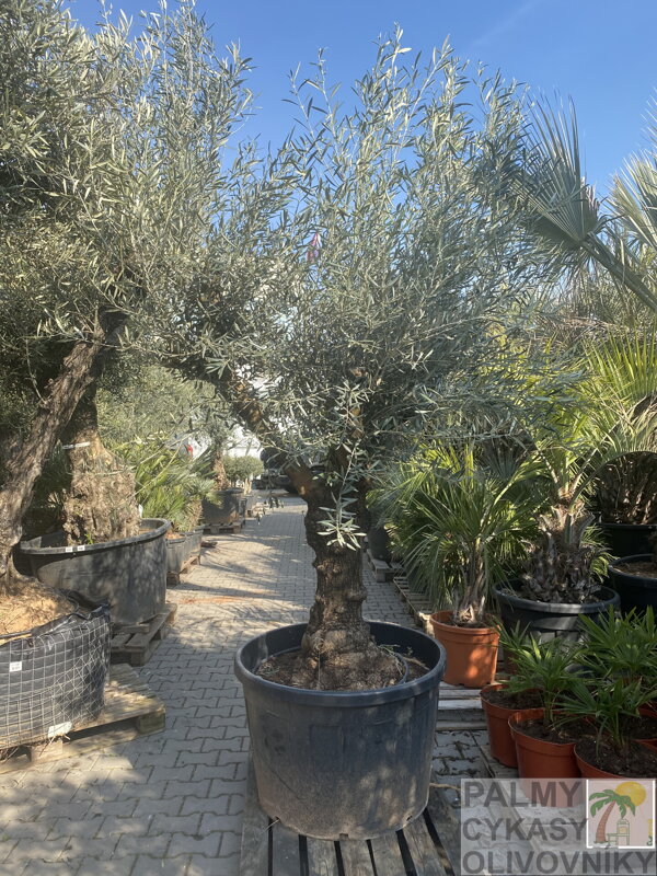 Olivovník európsky výška 180-200cm