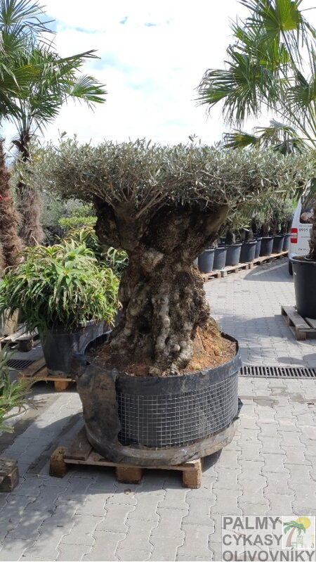 Olivovník európsky Bonsai Disco Mesa 250 Olivovník európsky Bonsai Disco Mesa 250
