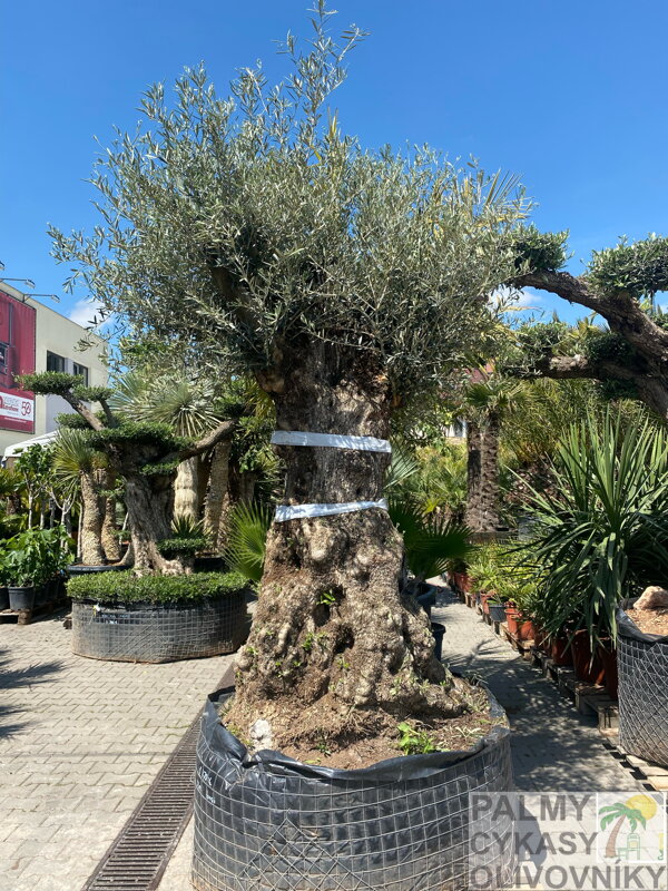 Olivovník európsky Bonsai výška 270/350cm Olivovník európsky Bonsai výška 270/350cm