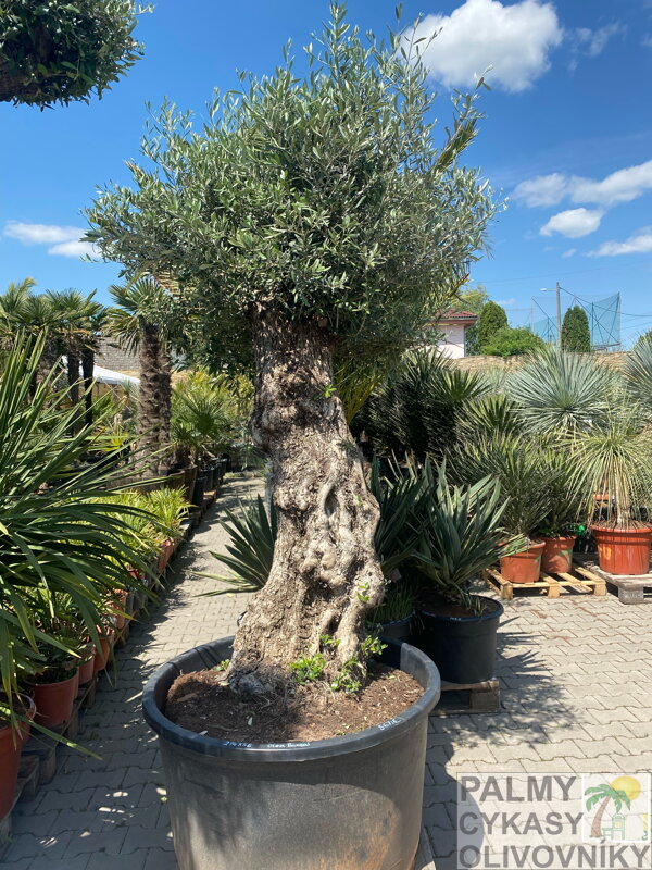 Olivovník európsky Bonsai výška 270-350cm Olivovník európsky Bonsai výška 270-350cm
