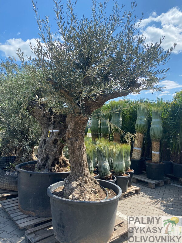 Olivovník európsky bonsai výška 175-200cm Olivovník európsky bonsai výška 175-200cm