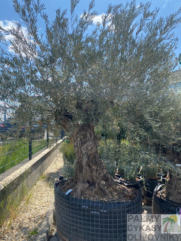 Olivovník európsky Bonsai výška 200/250cm Olivovník európsky Bonsai výška 200/250cm