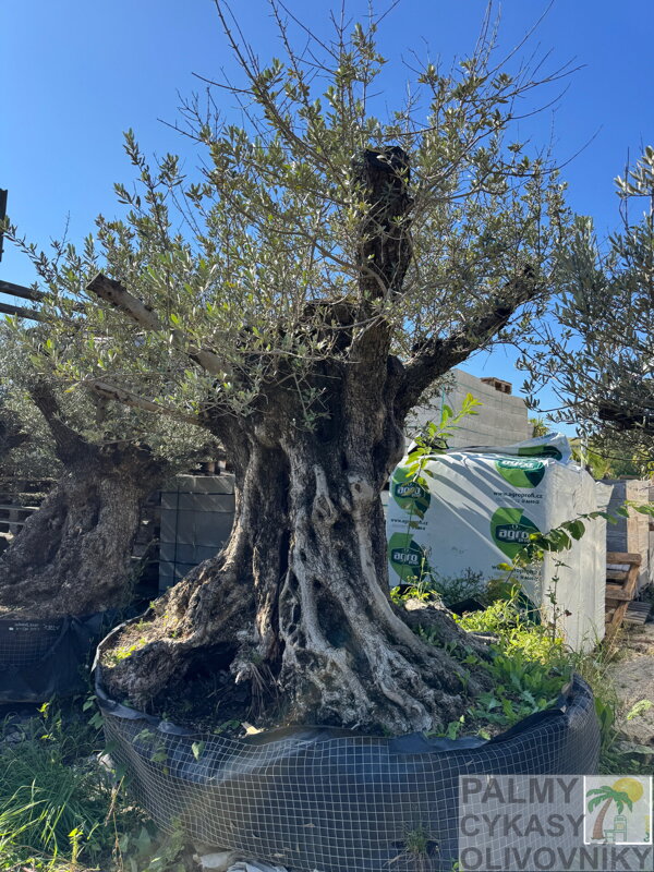 Olivovník európsky Bonsai Maxi