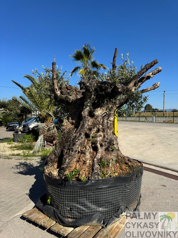 Olivovník európsky Bonsai Olivovník európsky Bonsai