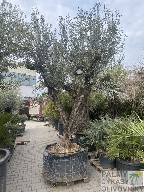Olivovník európsky výška 250-300cm