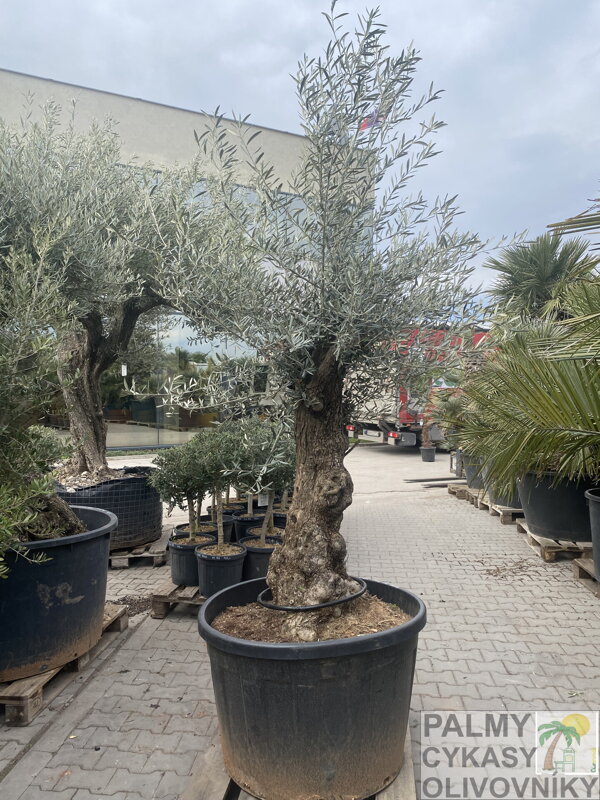 Olivovník európsky Olivo Bonsai výška 175-200cm