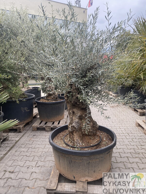 Olivovník európsky Olivo Bonsai výška 200-250cm  Terrina