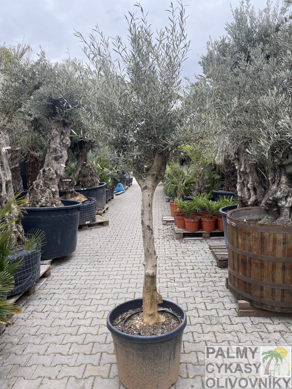 Olivovník európsky 160-180cm, kmeň 30-40cm