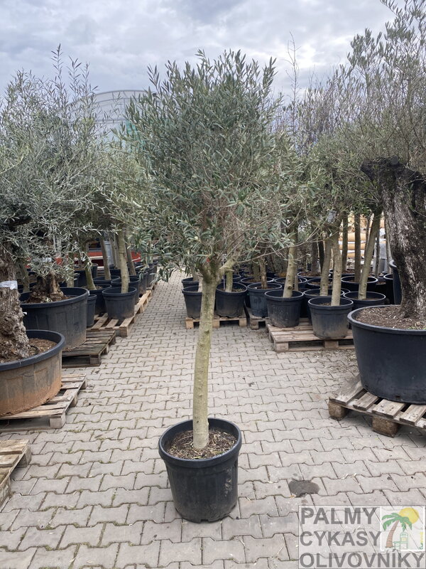 Olivovník európsky 160-180cm, kmeň 25-30cm