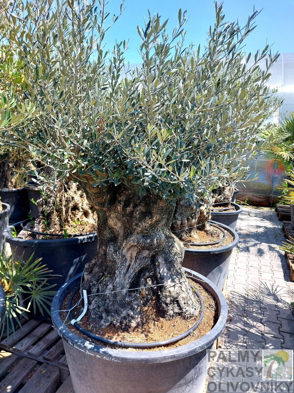 Olivovník európsky Bonsai 180/200