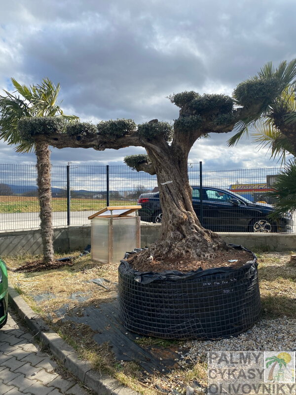Olivovník európsky Bonsai 280-300 cm, kmeň 120/160 cm PON PON