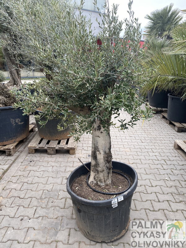 Olivovník európsky výška 160-180cm kmeň ako pancier