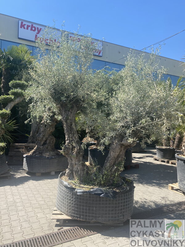 Olivovník európsky pata doble